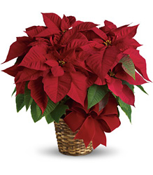 Red Poinsettia from In Full Bloom in Farmingdale, NY
